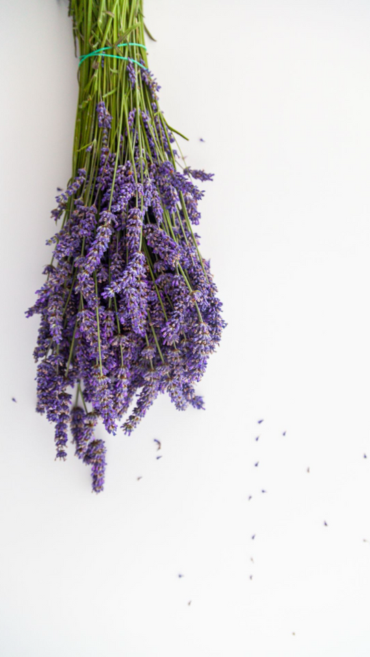 Lavender No. 01